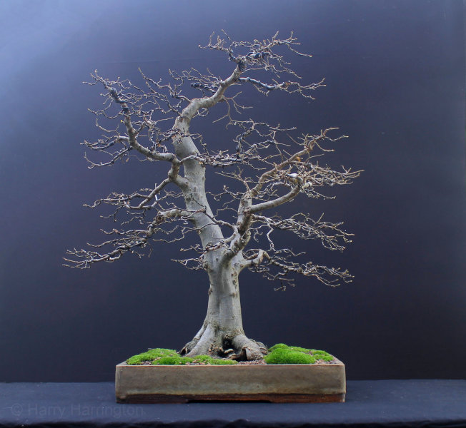 hornbeam bonsai